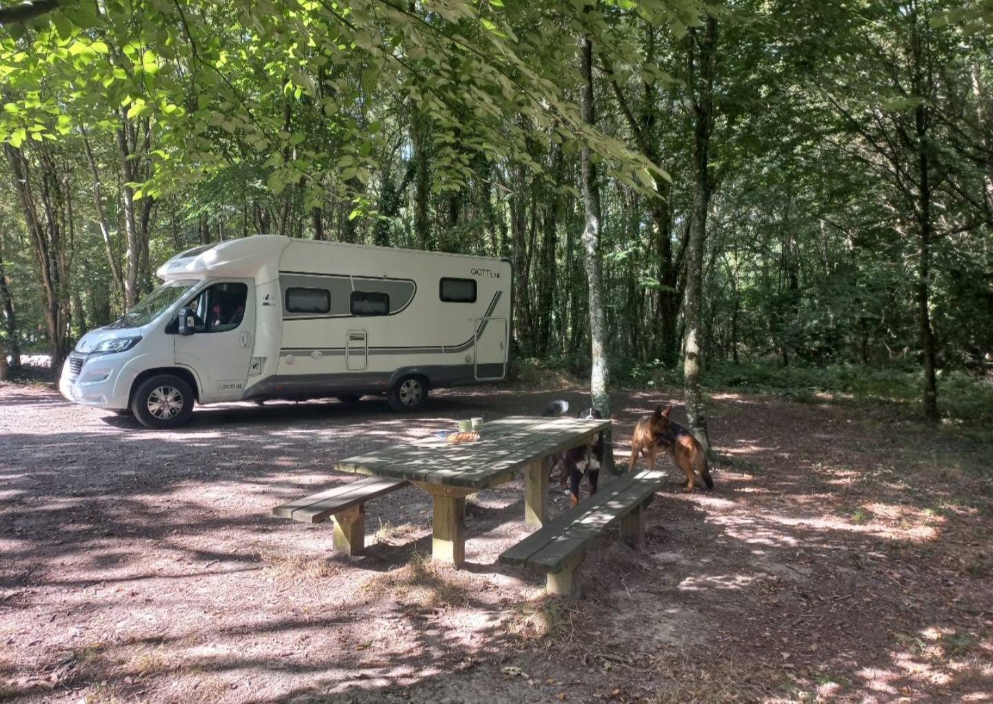 foret de Montauban-de-Bretagne — photo 1