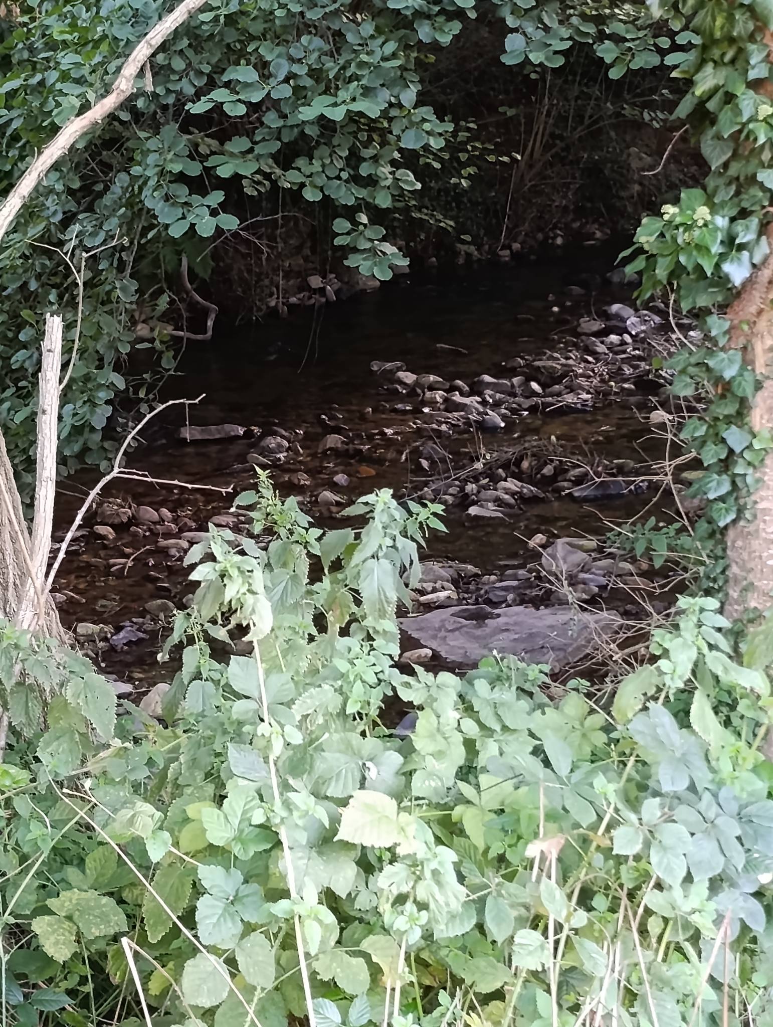 petite aire — photo 3